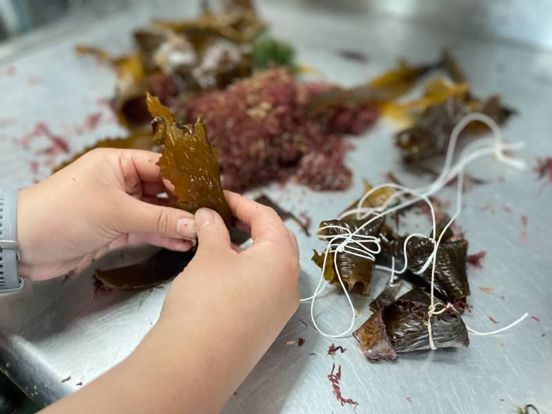 屏東海生館特製粽引魚兒搶食 端午連假一探卵生鯊魚秘密