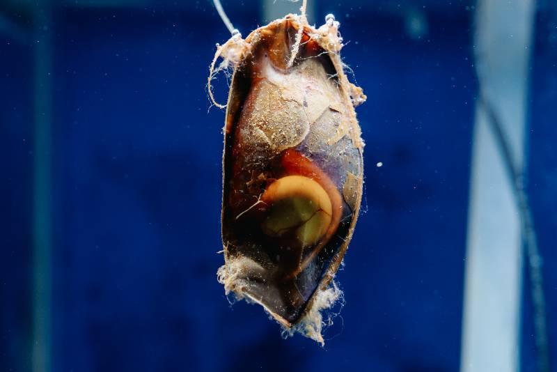 屏東海生館特製粽引魚兒搶食 端午連假一探卵生鯊魚秘密