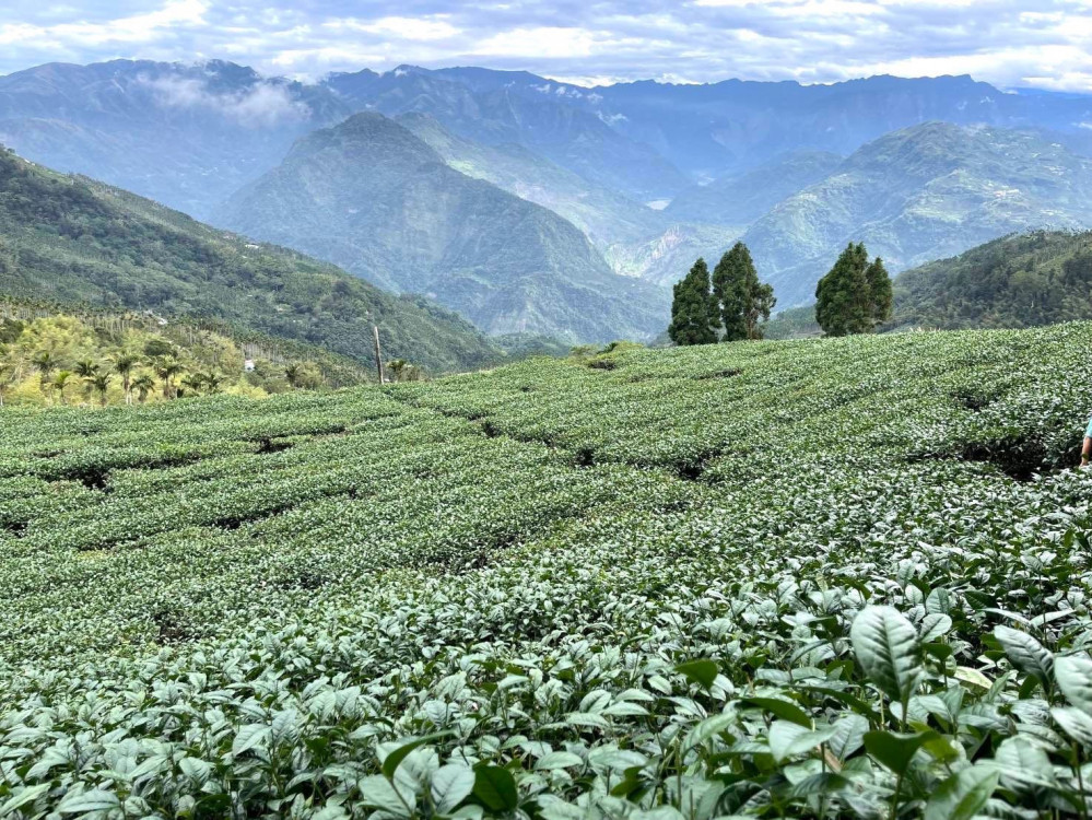 友善土地保育生態 來嘉品茗有機友善茶滋味