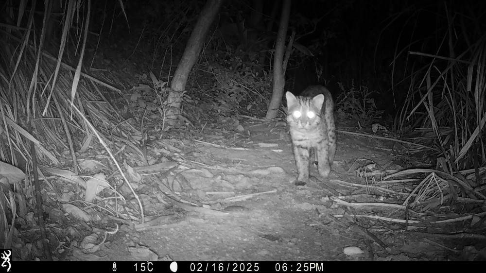 石虎現蹤！　邊際土地認養串聯國土綠網守護淺山野生動物的家