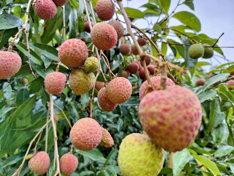 農情荔意、香甜盛FUN　2025新竹市荔枝節6/22新竹大遠百熱鬧開跑