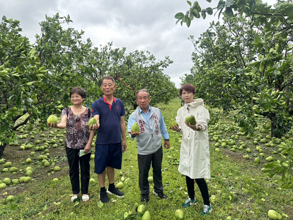 台南文旦白柚損失超九成立法委員陳亭妃緊急協調救助