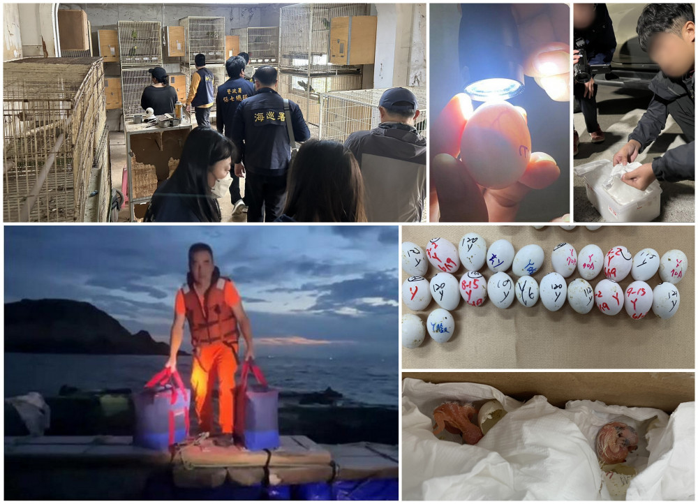 連江破獲走私保育鸚鵡蛋跨境犯罪集團 獲利高達上千萬