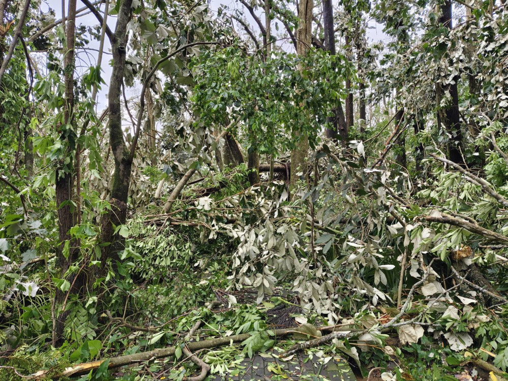 嘉義樹木園埤子頭植物園因丹娜絲災損 延長休園至9/30