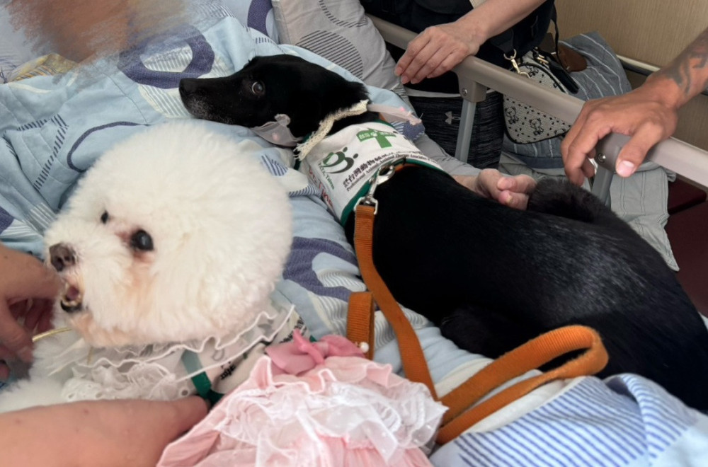 高榮臺南分院喜現治療犬 安寧病房照護添溫情