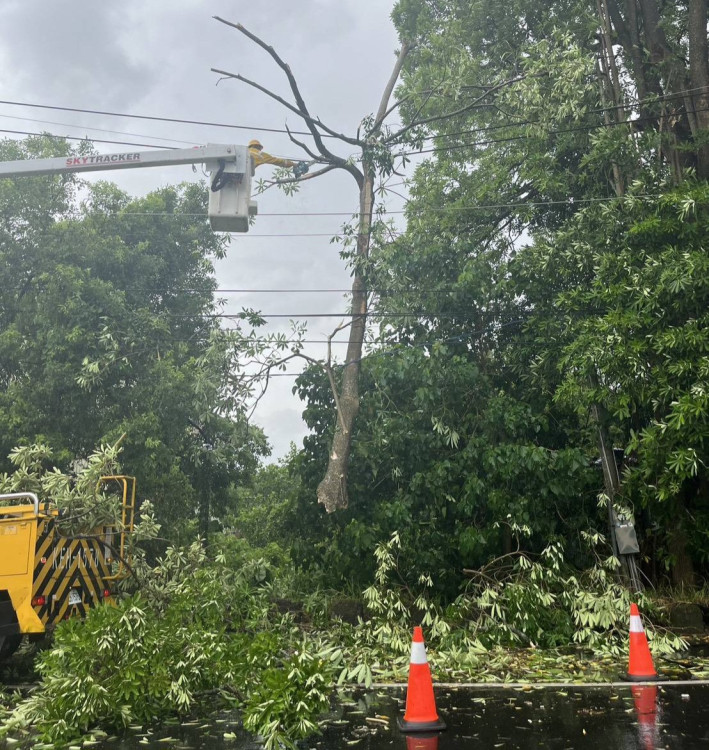 楊柳造成臺南多起停電事故  台電：積極搶修
