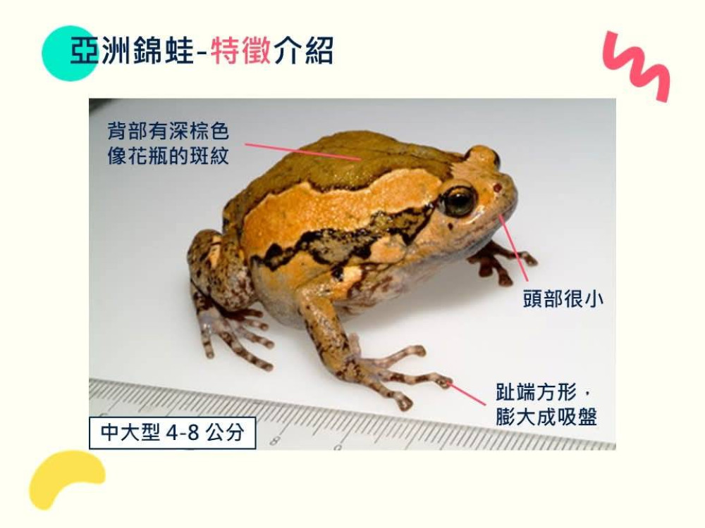 亞洲錦蛙入侵南投 中興新村附近成為熱區