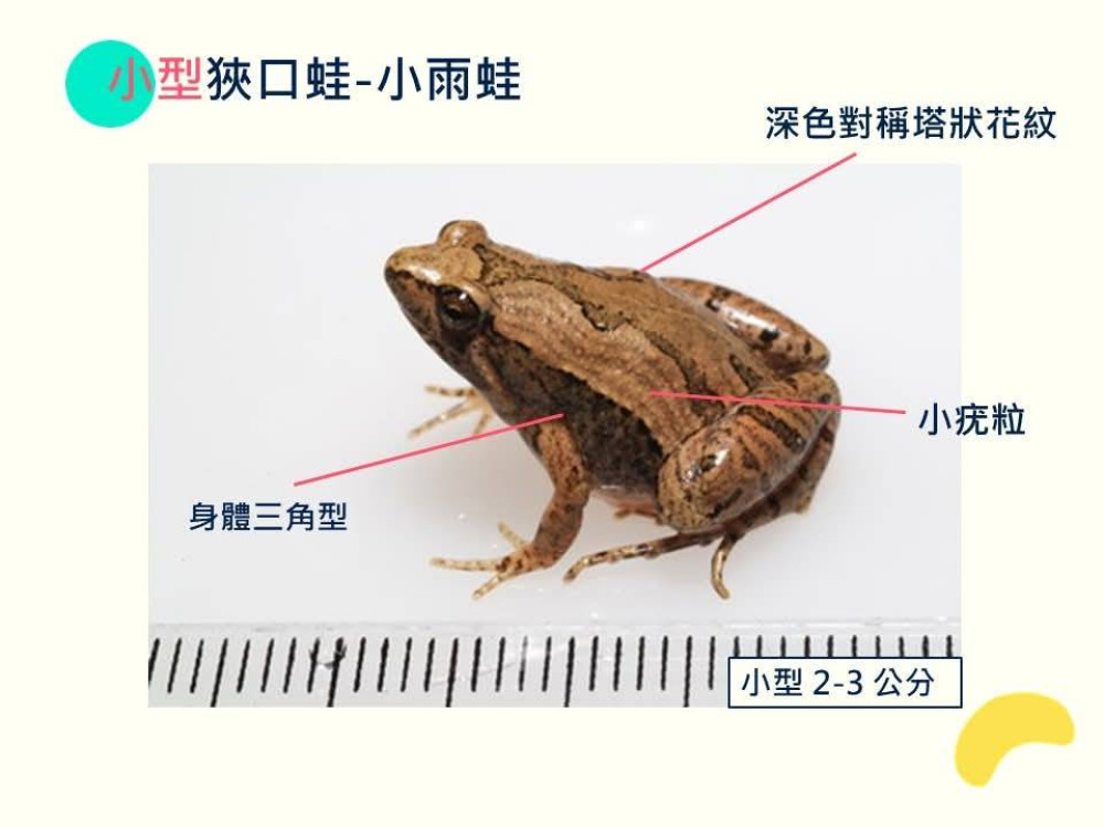 亞洲錦蛙入侵南投 中興新村附近成為熱區