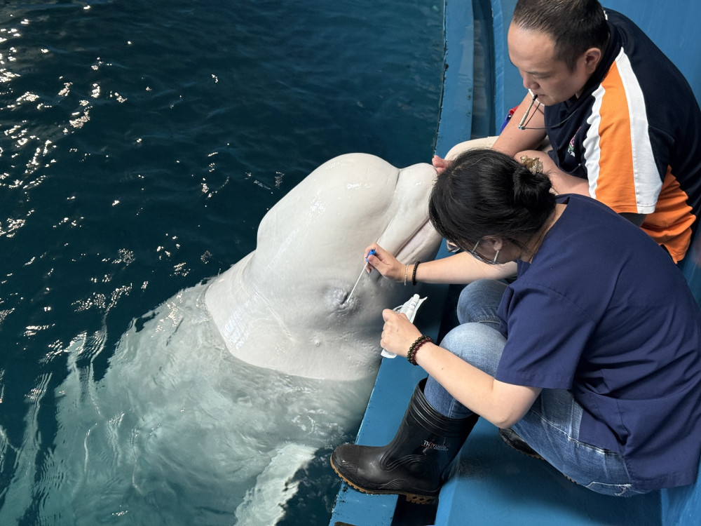 超萌海洋生物們怕看醫生？！探索屏東海生館年度眼睛健檢