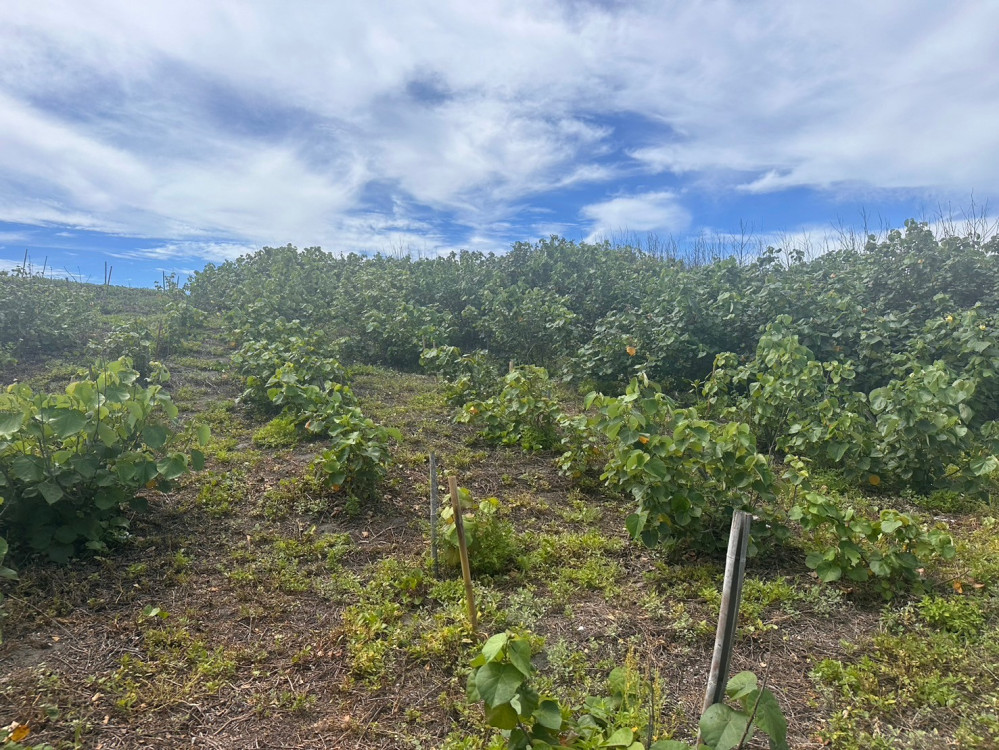 海岸保育也能ESG，地方首例上架農業部ESG STORE平臺