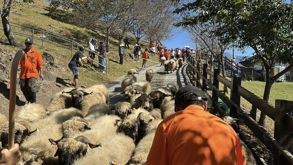 清境首屆雲嶺奔羊會登場 萬羊奔馳嗨翻高山草原