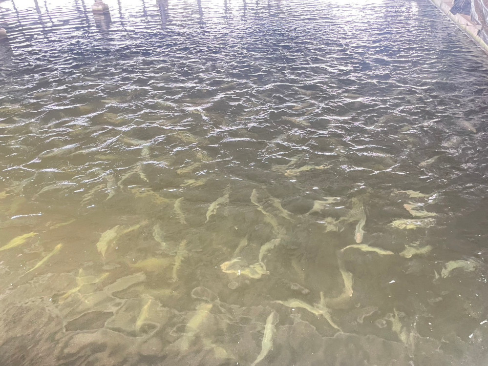 南市迅助農漁民災後復建！農業局：虱目魚價格回穩
