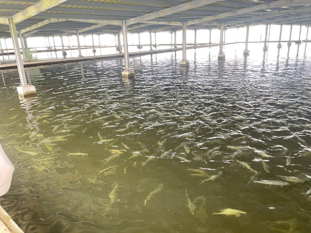 南市迅助農漁民災後復建！農業局：虱目魚價格回穩
