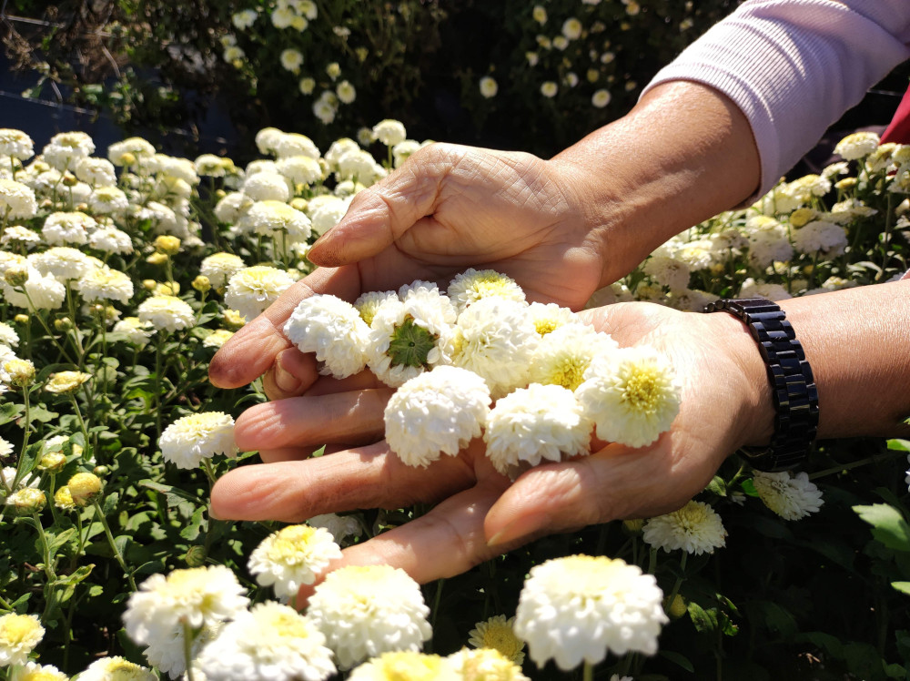 體驗採花女一日生活　林保署新竹分署邀大家11/30來場杭菊香氣之旅