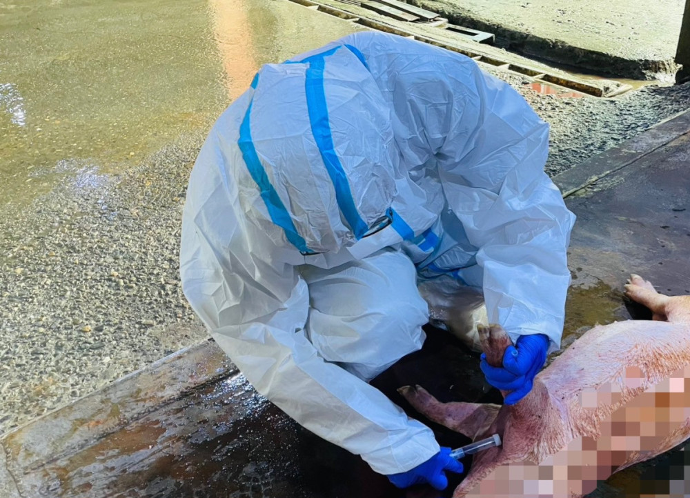 動保處豬事用心化製查核 防堵非洲豬入侵與擴散