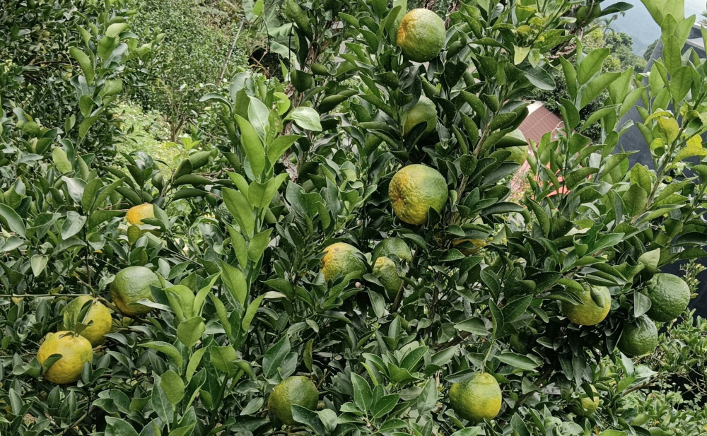 優質椪柑搶鮮正當時！認明履歷等您嘗鮮