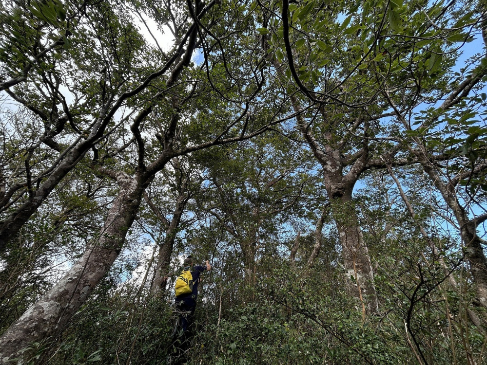 驚喜再現「臺灣水青岡」　絕跡 87 年的珍稀植物模故山再添分布紀錄 