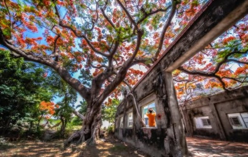 鳳凰花x廢墟 高雄湖內番茄會社成熱點打卡必訪歷史光影