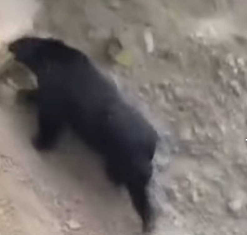 臺灣黑熊出沒茶園露營區附近 林保署呼籲提高警覺