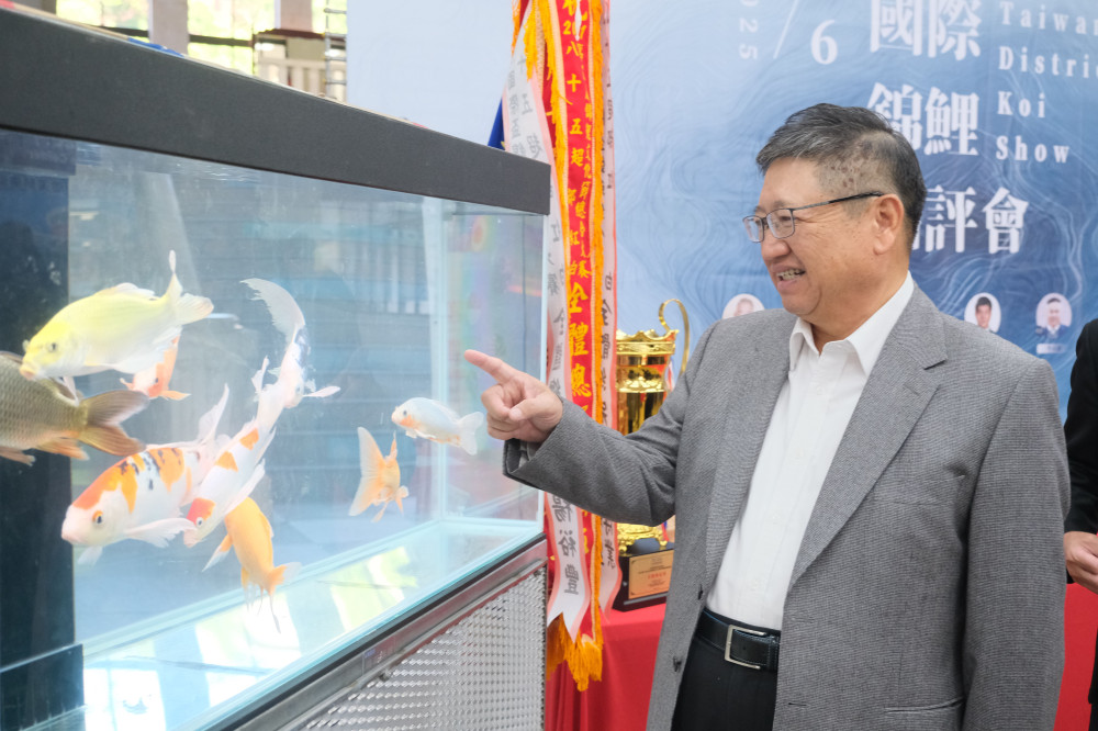 國際錦鯉品評會12/6-7登場　竹縣長楊文科邀鄉親欣賞水中活寶石