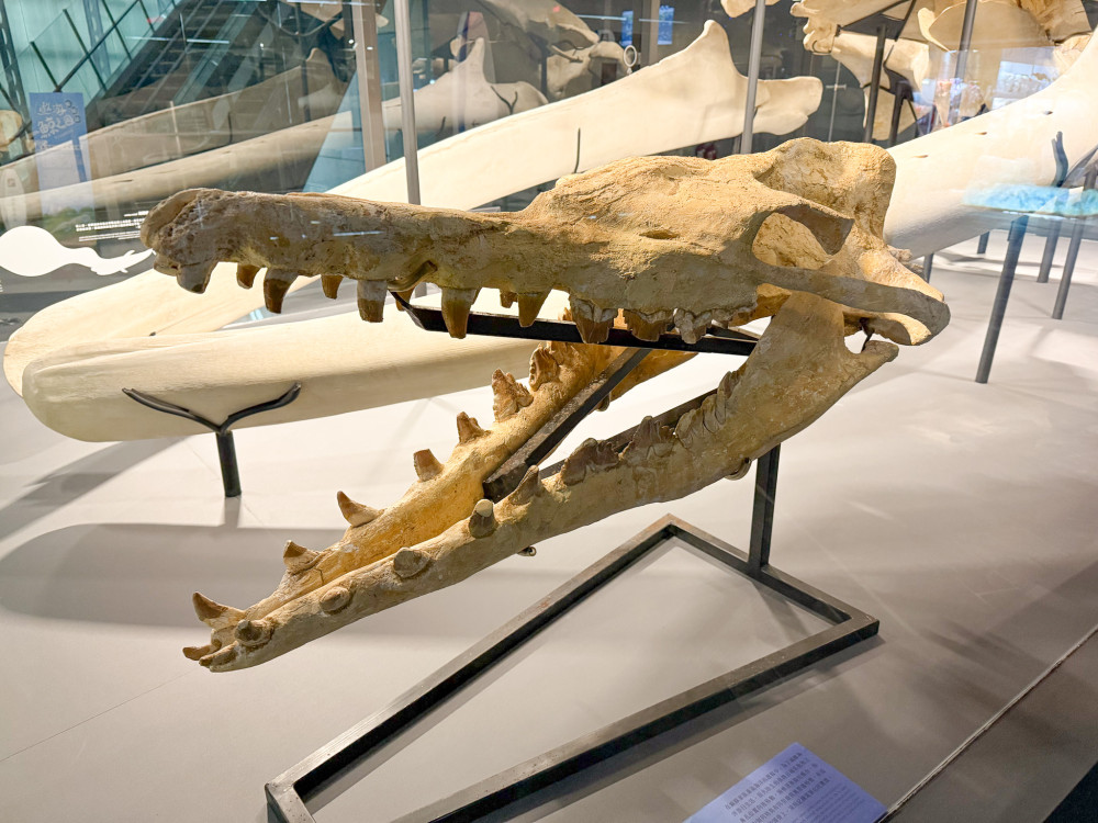 倒數計時!龍王鯨化石首移展屏東海生館 展至12/26