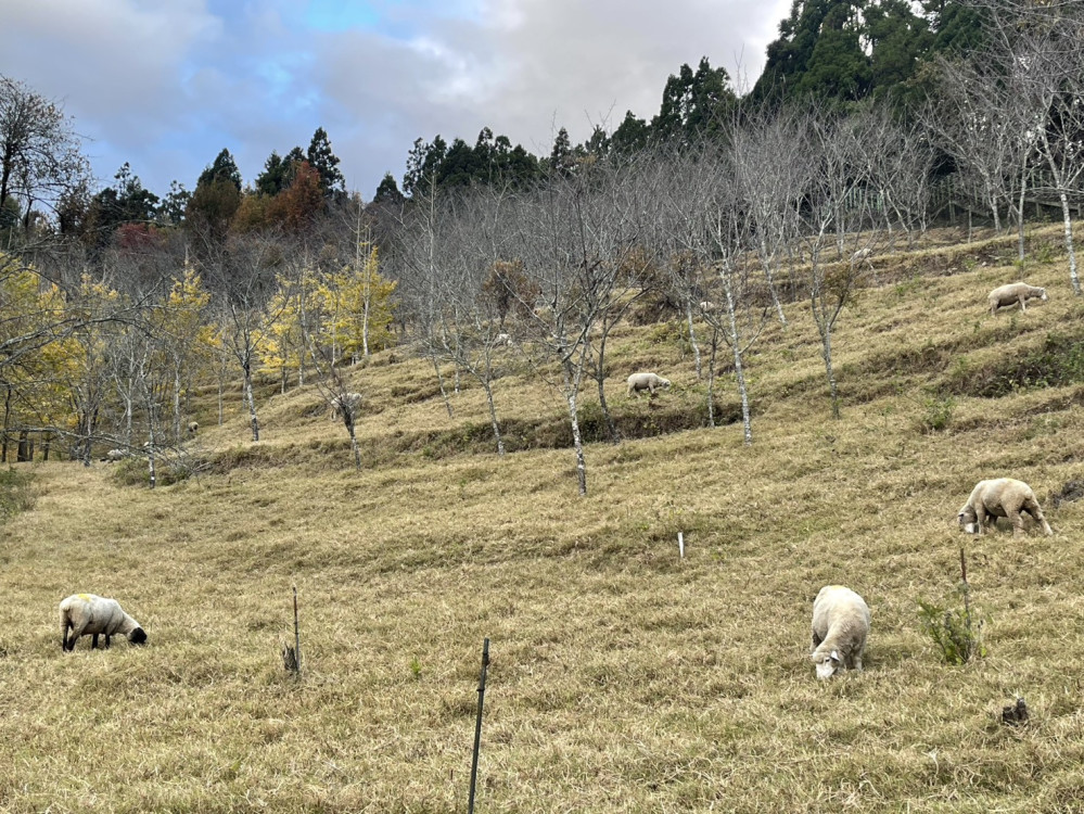來清境賞銀杏  星空跨年一次滿足