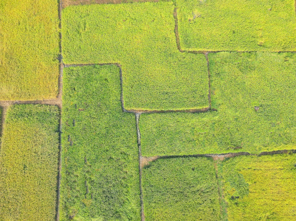 南投縣仁愛鄉用一粒香糯米，走出產業與文化新路