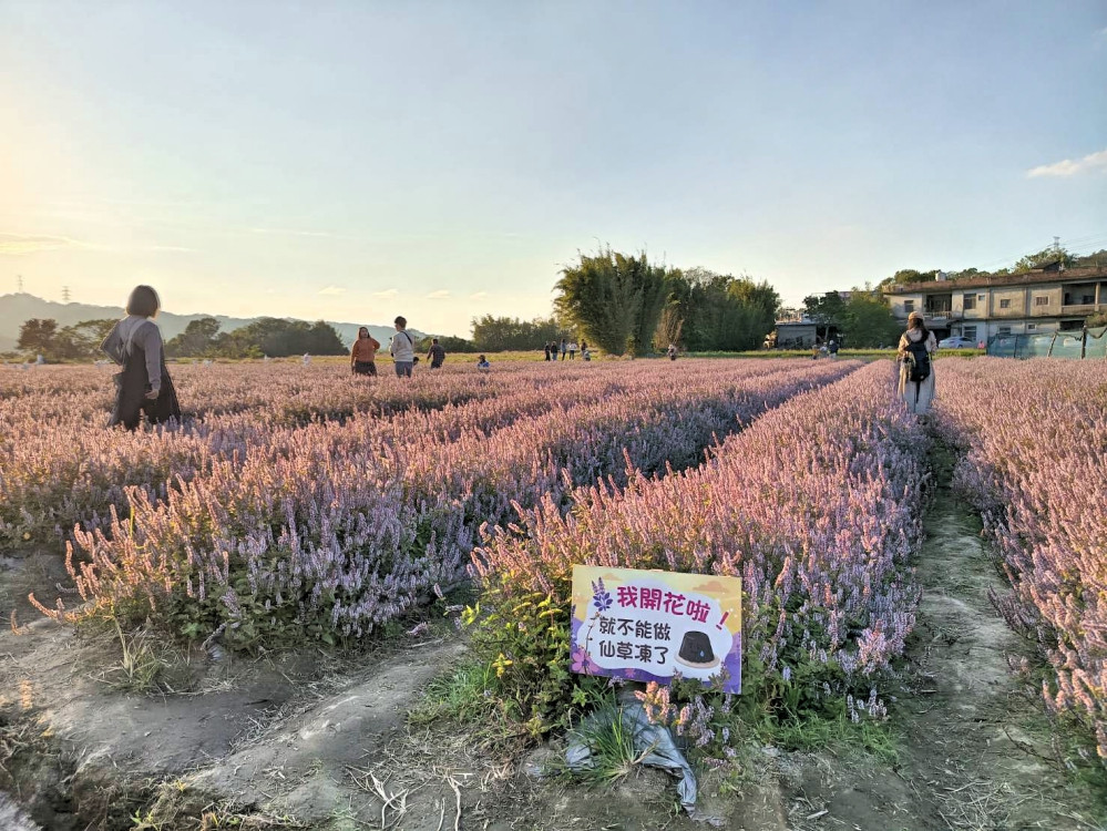 賞美景、吃美食,漫遊小鎮趣! 關西仙草節童趣鄉野農遊花季盛典