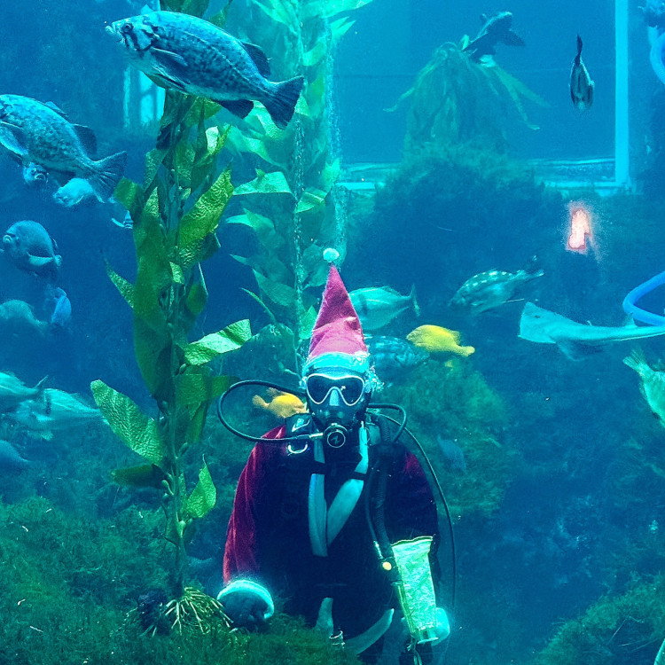 屏東海生館海底聖誕驚喜亮相!聖誕老人玩潛水不爬煙囪