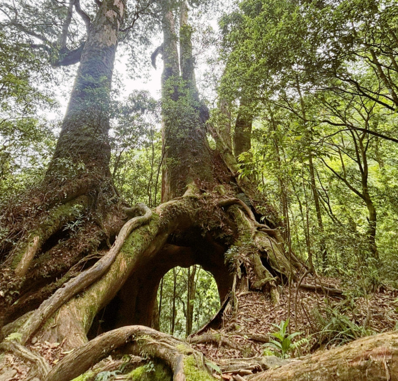 走進森林冒險趣！　新竹林保分署東眼山4天3夜過夜型寒假營隊報名中