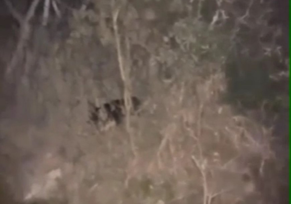 臺灣黑熊出沒茶園露營區附近 林保署呼籲提高警覺