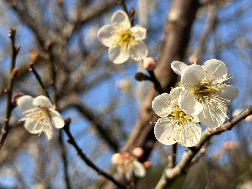 冬來楠西賞梅採果泡溫泉!體驗療癒最佳時節