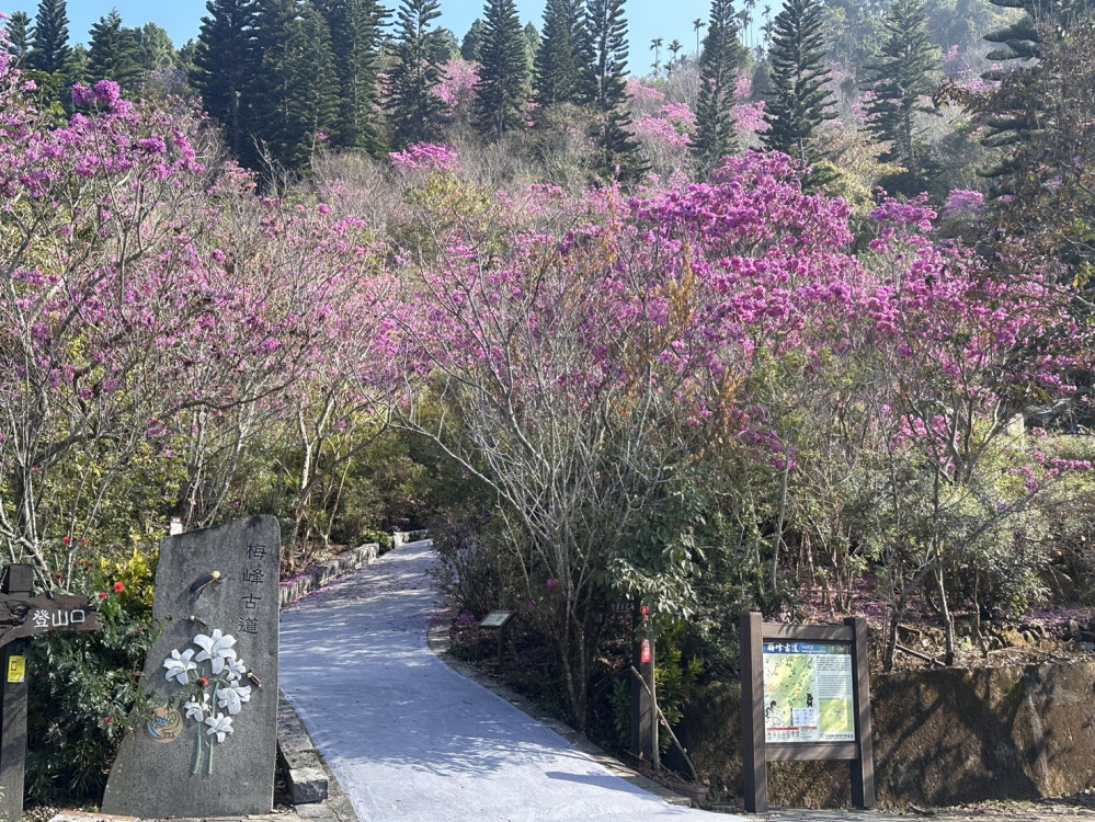 南市推楠西玉井等山區經濟振興！春節走訪山城感受不一樣風情