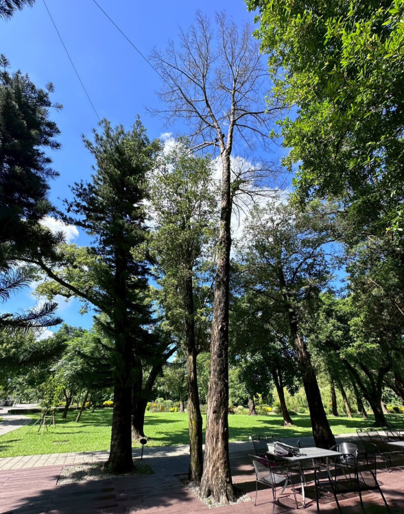 百年羅漢松再生共享長凳 見證自然工藝溫柔接力