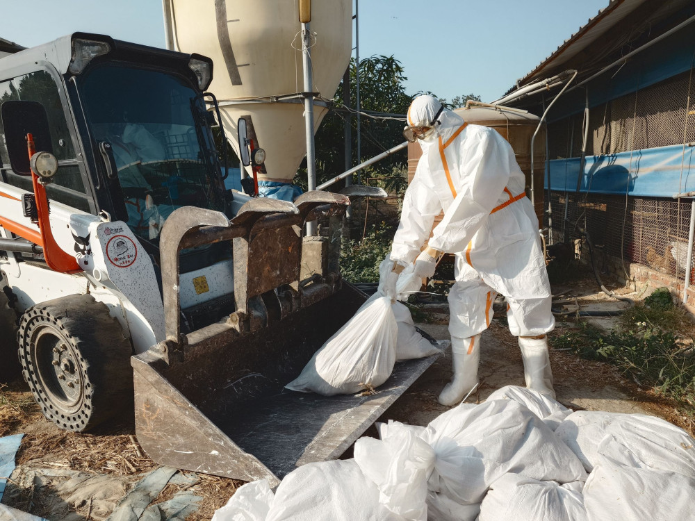 南市蛋雞場確診禽流感！動保處：已撲殺逾萬隻杜絕疫病傳播