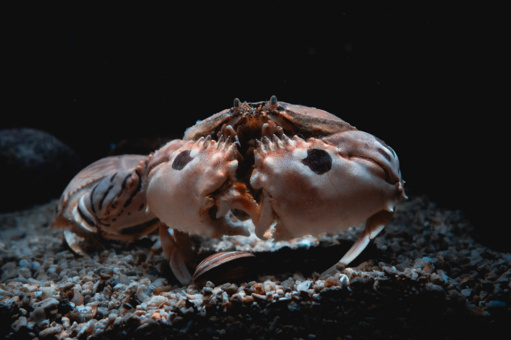 屏東海生館海洋魔法派對寒假春節首選！變裝入館優惠限定齊發