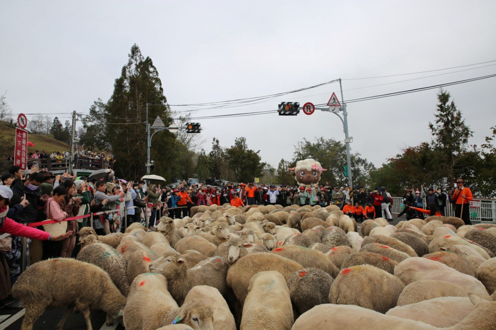 清境奔羊節  綿羊大軍奔跑合歡山公路