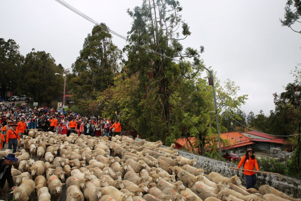 清境奔羊節  綿羊大軍奔跑合歡山公路