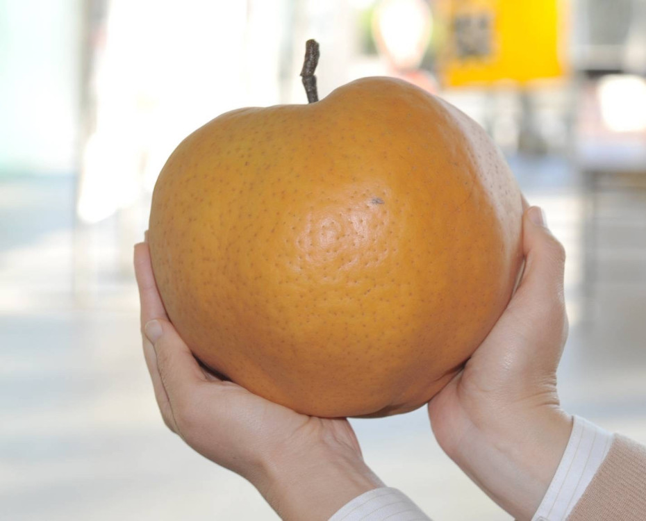 台南大遠百：日本「愛宕梨」快閃，限量美味等你搶