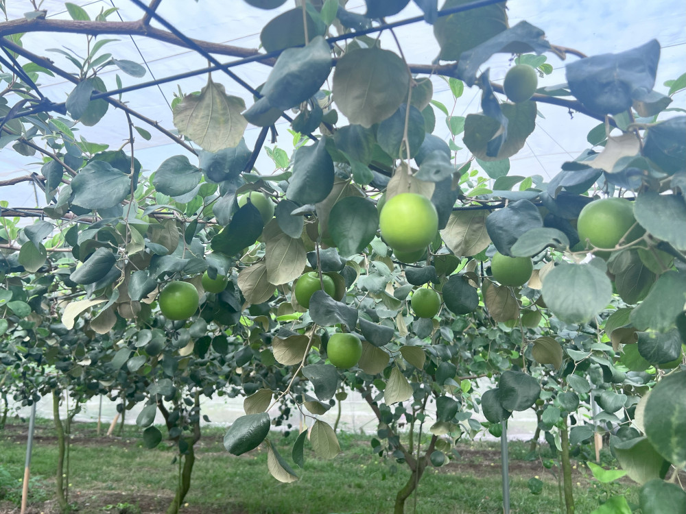 季節限定甜脆滋味 棗搶鮮正是時