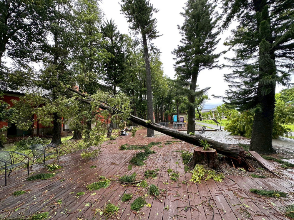百年羅漢松再生共享長凳 見證自然工藝溫柔接力