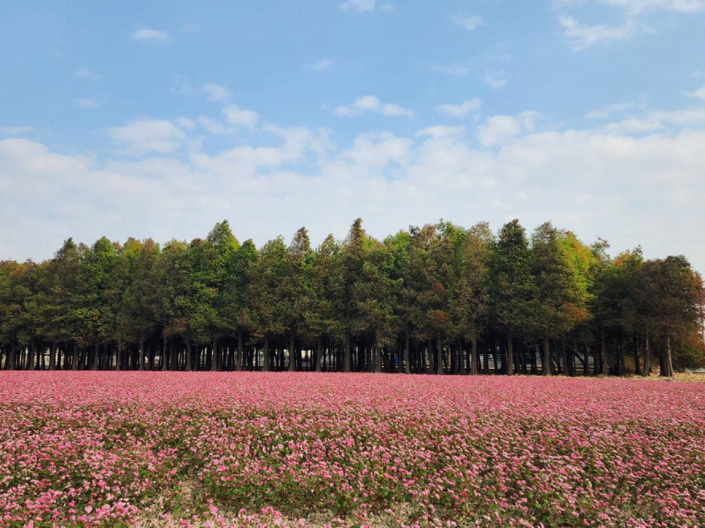 春節走春選臺南！燈節、寶可夢活動齊登場，旅宿優惠同步享