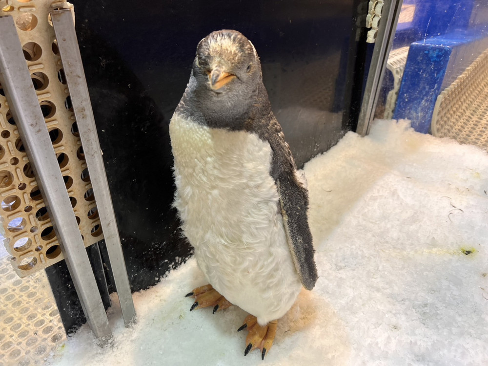屏東海生館企鵝舊羽轉大人「我與企鵝的0.1毫米」人氣旺