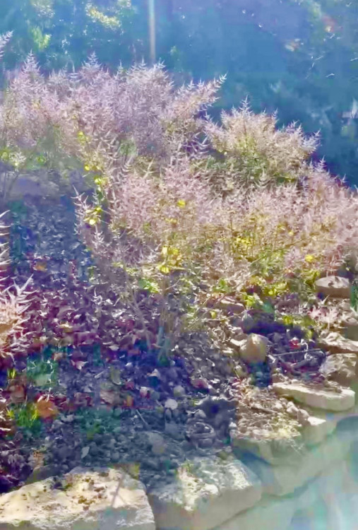 漫步台南山系桃花源！烏山步道健行賞花正當時 感受厚德紫竹寺心靈洗禮