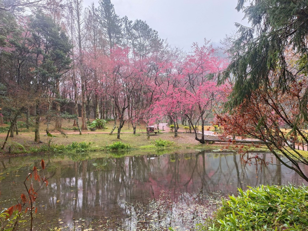 奧萬大及合歡山除夕休園 天池山莊正常營運