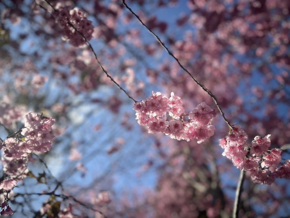 粉紅花夢幻盛放！ 清境賞櫻花餵綿羊