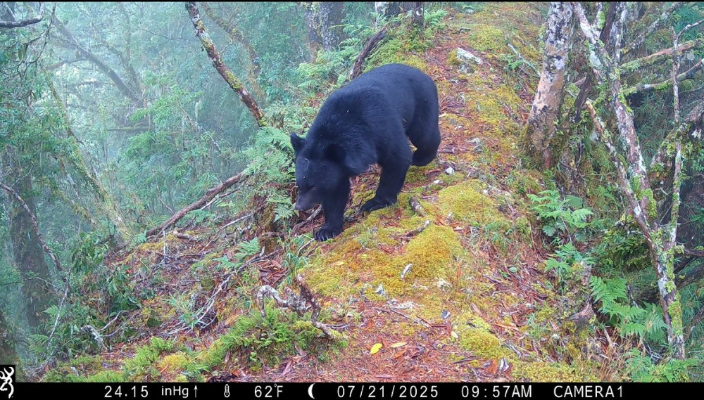 誰在深夜的玉山漫步? 揭開國家公園生物多樣神秘面紗