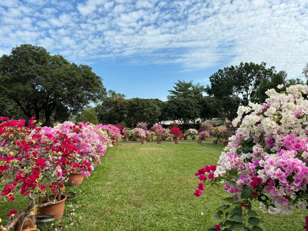 台灣好行168虎埤老街線推春節散步導覽 線上報名額滿截止