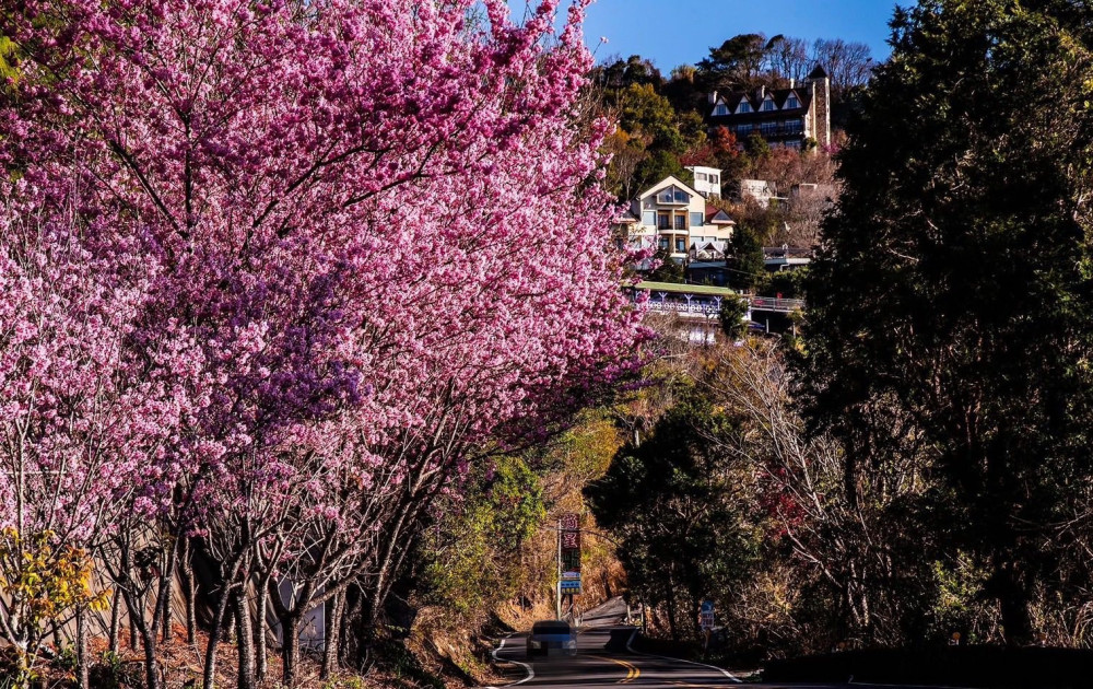 粉紅花夢幻盛放！ 清境賞櫻花餵綿羊