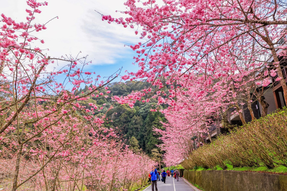 杉林溪數千粉紅櫻花  228連假進入盛開期